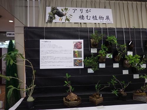 こんな間近でアリ植物約100点がいちどにみられます！！！.JPG