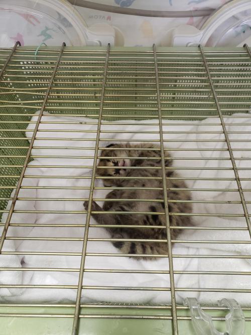 ブログ記事「サーバルの赤ちゃん記録⑤」のサムネイル画像