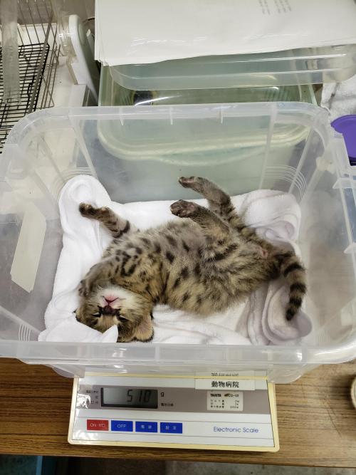 ブログ記事「サーバルの赤ちゃん記録⑧」のサムネイル画像