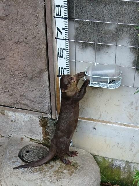 ブログ記事「コツメカワウソの身体」のサムネイル画像