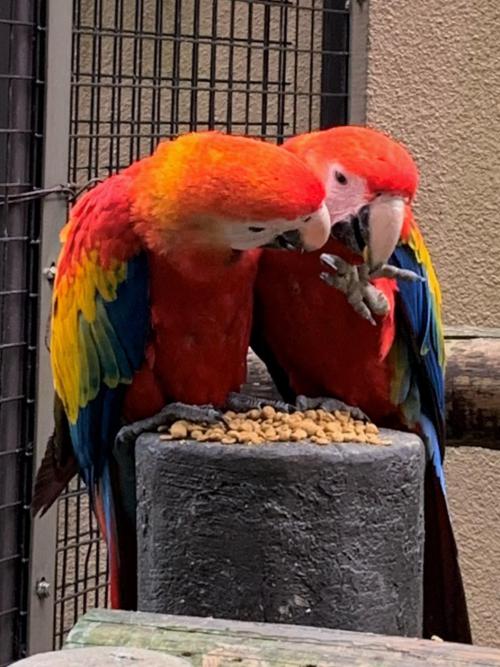 20201014アカコンゴウインコの赤ちゃん仲良し2.jpg