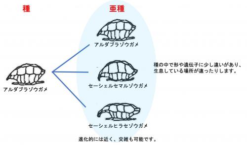 図1アルダブラゾウガメの亜種.jpg