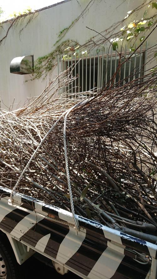 ブログ記事「これ、な～んだ？」のサムネイル画像