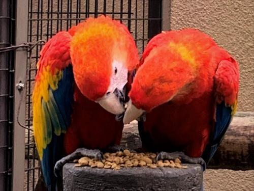 20201014アカコンゴウインコの赤ちゃん仲良し1.jpg