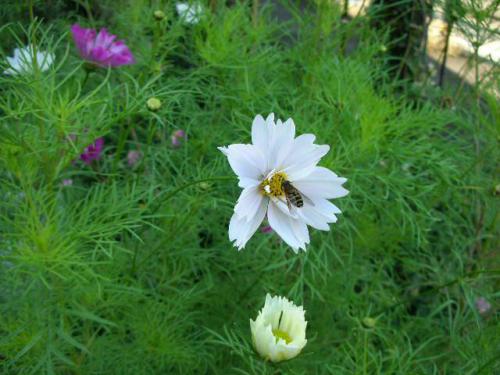 ブログ記事「ミツバチの収穫祭（星が丘門花便りNo.120）」のサムネイル画像