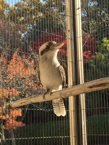 ブログ記事「ワライカワセミのオス来園」のサムネイル画像