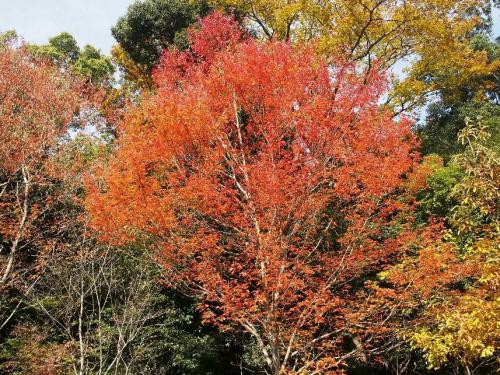 ブログ記事「愛知県の木。」のサムネイル画像