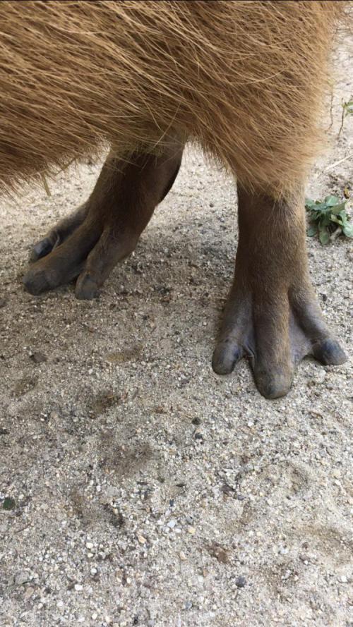 カピバラの紹介 オフィシャルブログ 東山動植物園