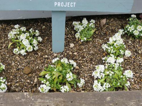 東山ボートハウスより 花壇のお花が変わりました オフィシャルブログ 東山動植物園