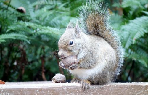 ベンチの上で採食するﾆﾎﾝﾘｽ.JPG