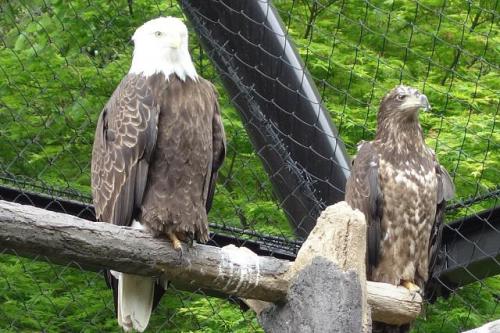 ブログ記事「ハクトウワシの成長」のサムネイル画像