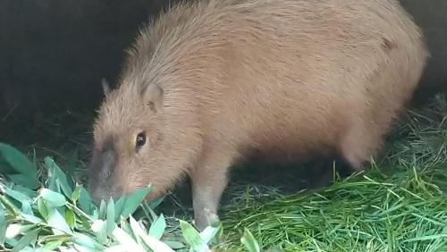 ブログ記事「寒いけどカピバラは元気」のサムネイル画像
