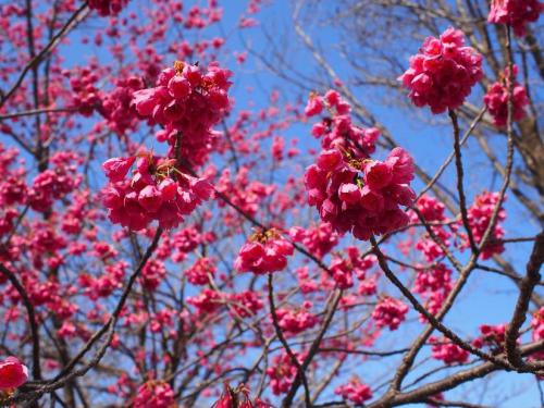 ブログ記事「早春の桜。」のサムネイル画像