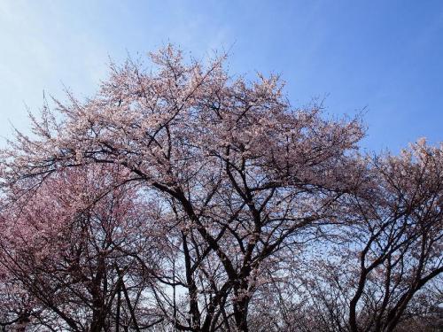 ブログ記事「「桜の回廊」。」のサムネイル画像