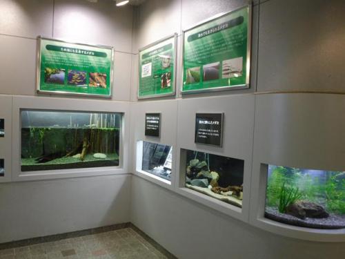 ブログ記事「世界一のメダカ専門水族館、「世界のメダカ館」がリニューアルオープン！」のサムネイル画像