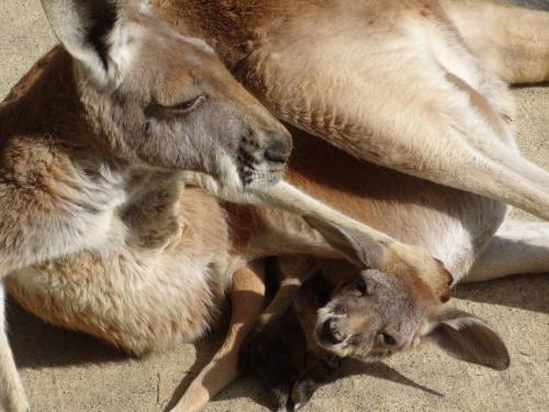 ブログ記事「アカカンガルーの出産」のサムネイル画像