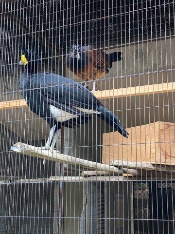 ブログ記事「オオホウカンチョウ繁殖計画」のサムネイル画像