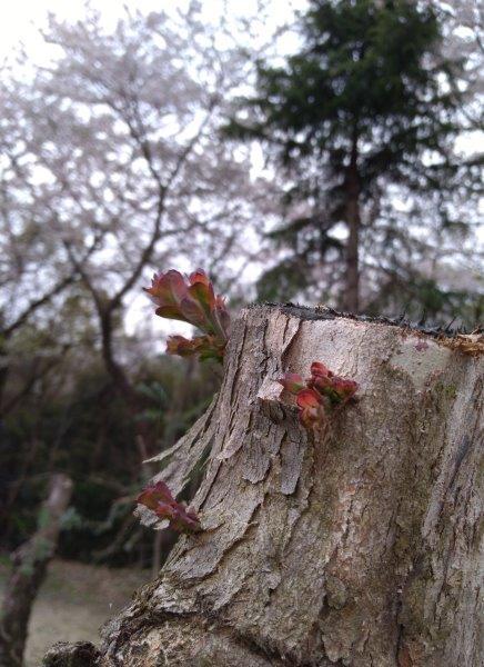 ブログ記事「ユーカリの芽吹き」のサムネイル画像