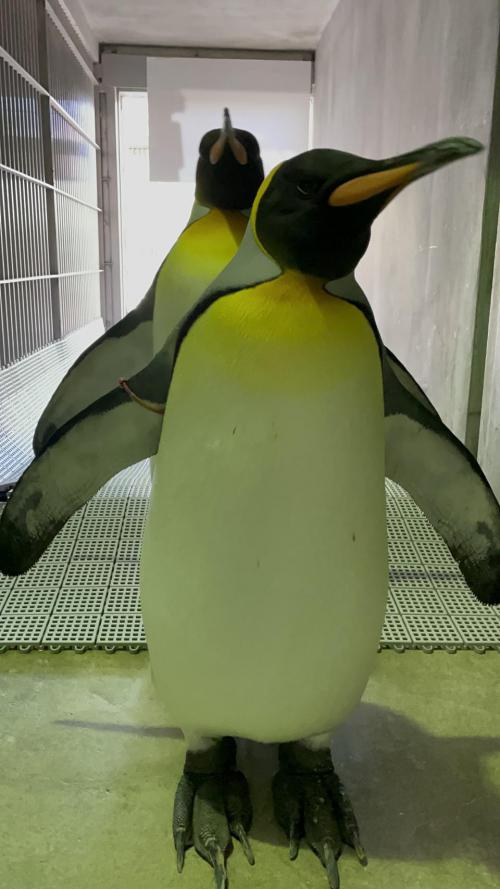 ブログ記事「オウサマペンギンのバカンス！！！！」のサムネイル画像