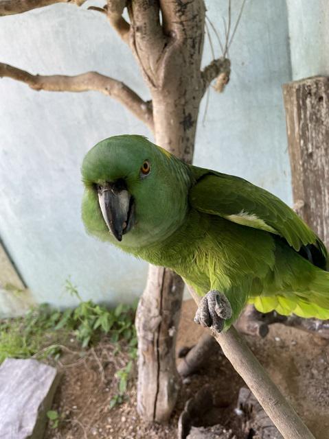 ブログ記事「隠れた人気者キエリボウシインコ」のサムネイル画像