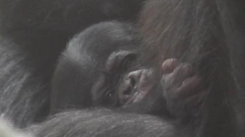 マシマシチンパンジー10.JPGのサムネイル画像