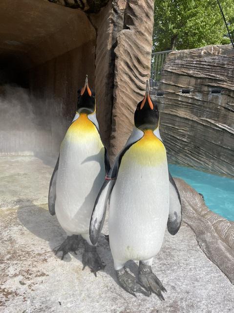 ブログ記事「オウサマペンギン。」のサムネイル画像