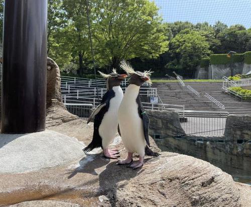 ブログ記事「イワトビペンギン、避暑地へ」のサムネイル画像