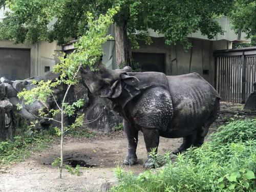 ブログ記事「モシモシインドサイ。ニルギリさんの食べかた好きなんです。」のサムネイル画像