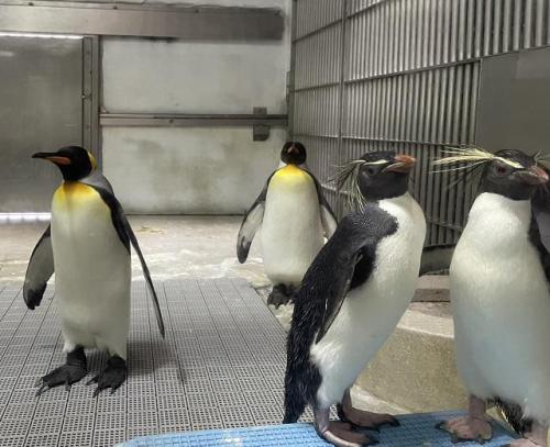 ブログ記事「モシモシ避暑地ペンギン。」のサムネイル画像