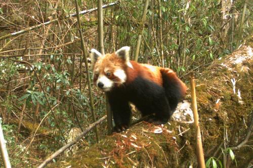 野生のレッサーパンダ写真③（レッドパンダネットワーク提供）.jpg