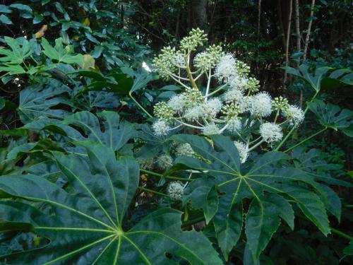 ブログ記事「ヤツデの花が咲いています」のサムネイル画像