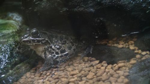 ブログ記事「動物は隠れるものです」のサムネイル画像