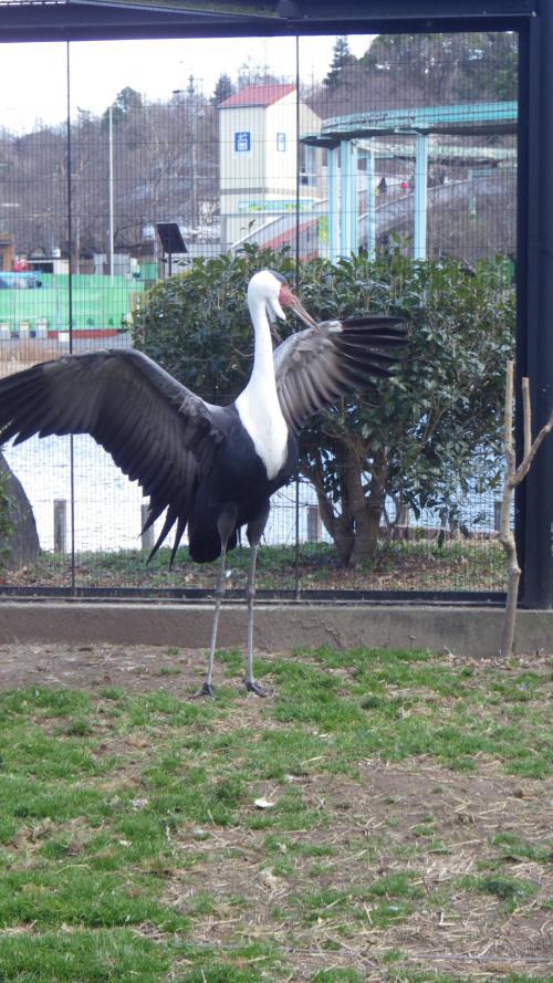 ブログ記事「私も絶滅危惧種です」のサムネイル画像