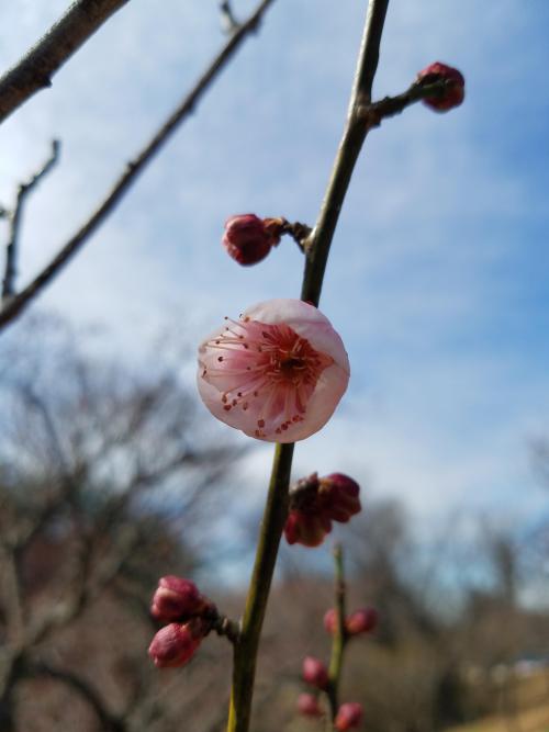 写真３（ウメ）.jpg