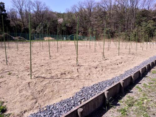ブログ記事「ユーカリの改植作業」のサムネイル画像