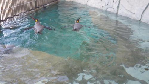 プールでのキングペンギン.jpg