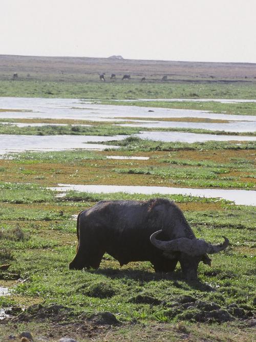 泥浴びを楽しむアフリカスイギュウ.JPG