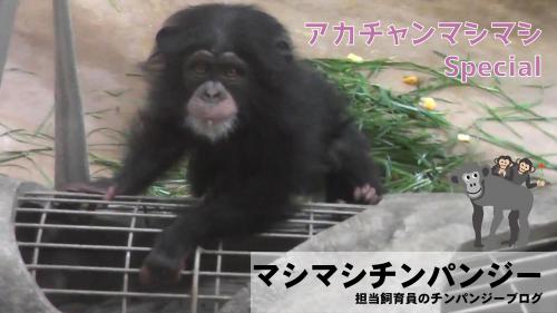 ブログ記事「マシマシチンパンジー　『第157回～アカチャンマシマシ～』」のサムネイル画像