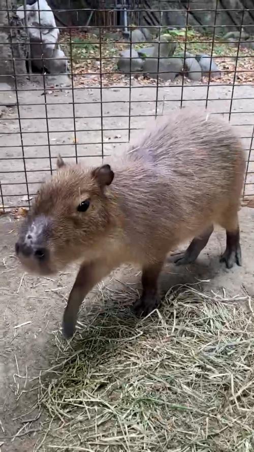 ブログ記事「カピバラの鳴き声」のサムネイル画像