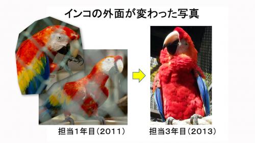 マシマシ0－インコ2.jpg