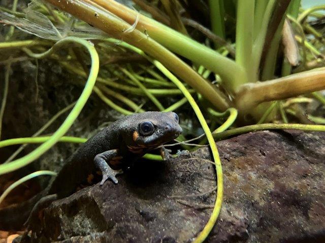 写真3：コイチョウハナダイモリ.jpg