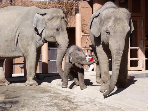 ブログ記事「NPO法人東山動物園くらぶ主催第26回公開セミナーあります」のサムネイル画像