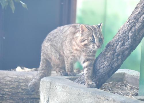 ブログ記事「ツシマヤマネコの繁殖に向けて」のサムネイル画像