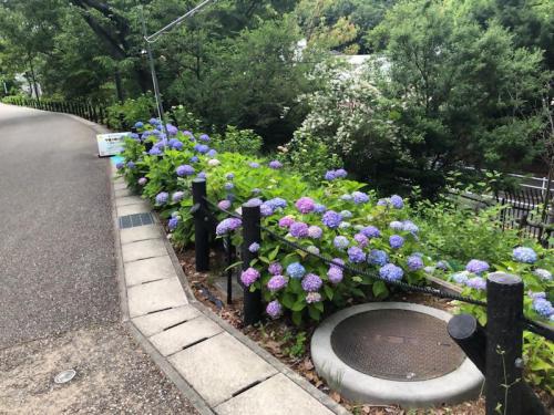 ブログ記事「（植物園長の庭）梅雨空を彩る花たち」のサムネイル画像