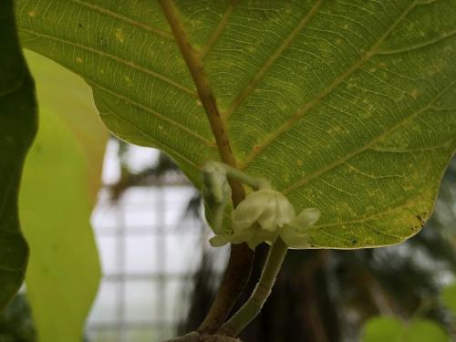 ブログ記事「聖樹の花と奇妙な植物」のサムネイル画像
