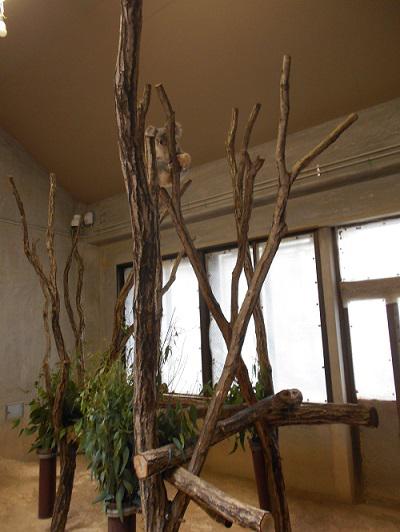 ブログ記事「コアラのココ　最近の情報です」のサムネイル画像