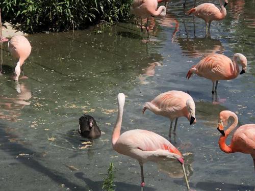 ブログ記事「カリガネのぴーちゃん古代池に行く」のサムネイル画像