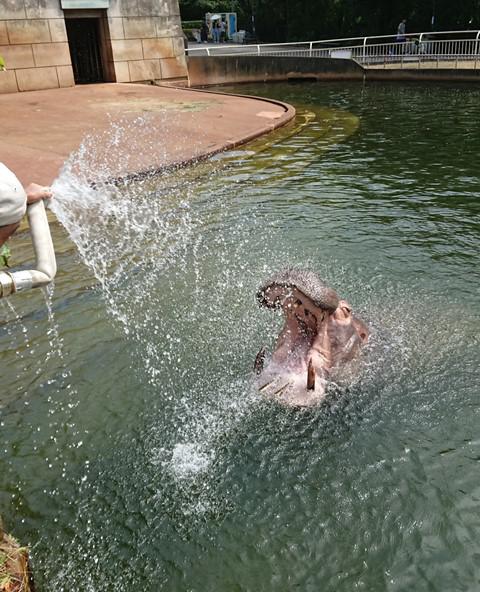 ブログ記事「水浴びするカバの重吉！」のサムネイル画像