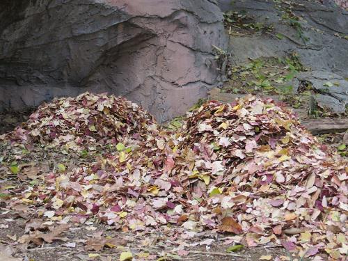 ブログ記事「落ち葉の上でのんびり」のサムネイル画像
