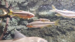ブログ「メダカ館の春」のサムネイル画像